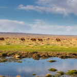 Gallery Thumbnail 0